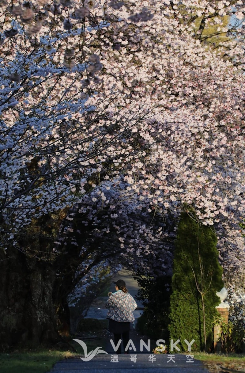 250321173046_Van streets.jpeg